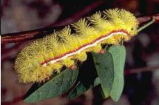 Ouch! 4 common stinging caterpillars in Louisiana and how to avoid them (copy)